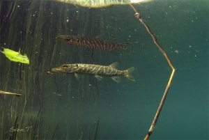 Pike..s by Sven Tramaux 